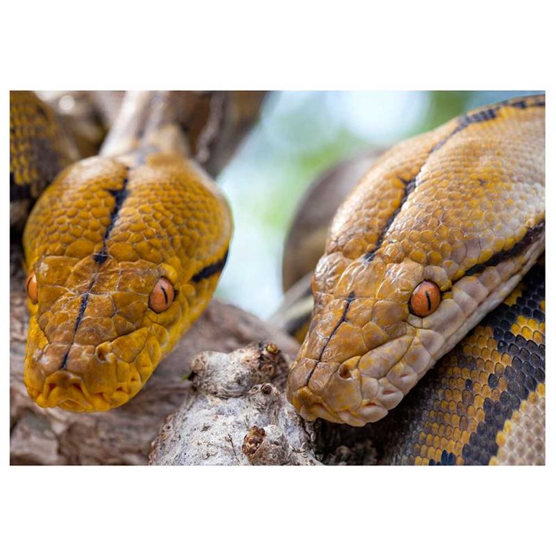 Pitoni reticulari (Malayopython reticulatus) - imagine 5